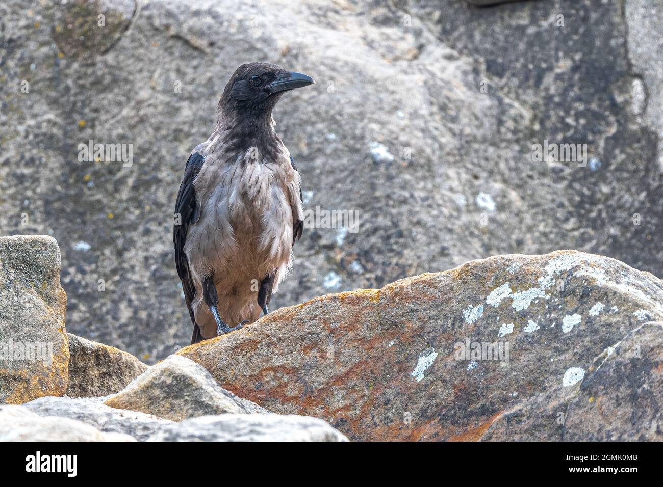 Carrion Crow (Corvus corone cornix) Stock Photo