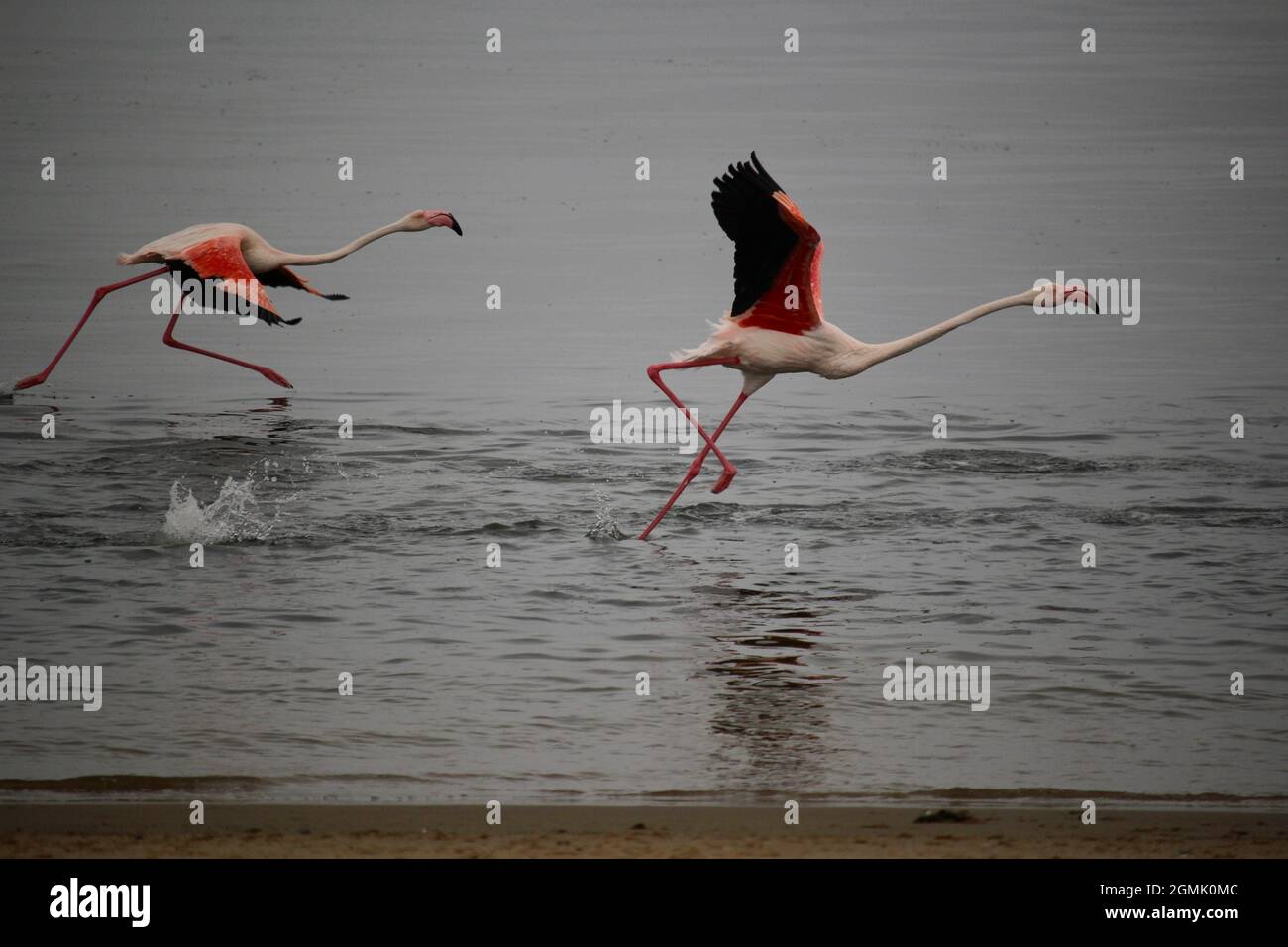 Flamingos taking off in flight Stock Photo
