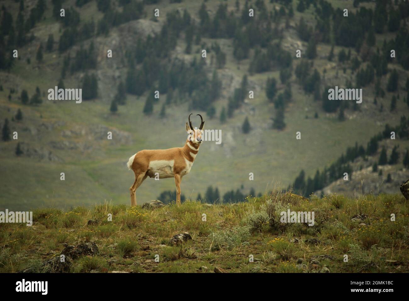 Pronghorn antelope in Yellowstone National Park Stock Photo - Alamy