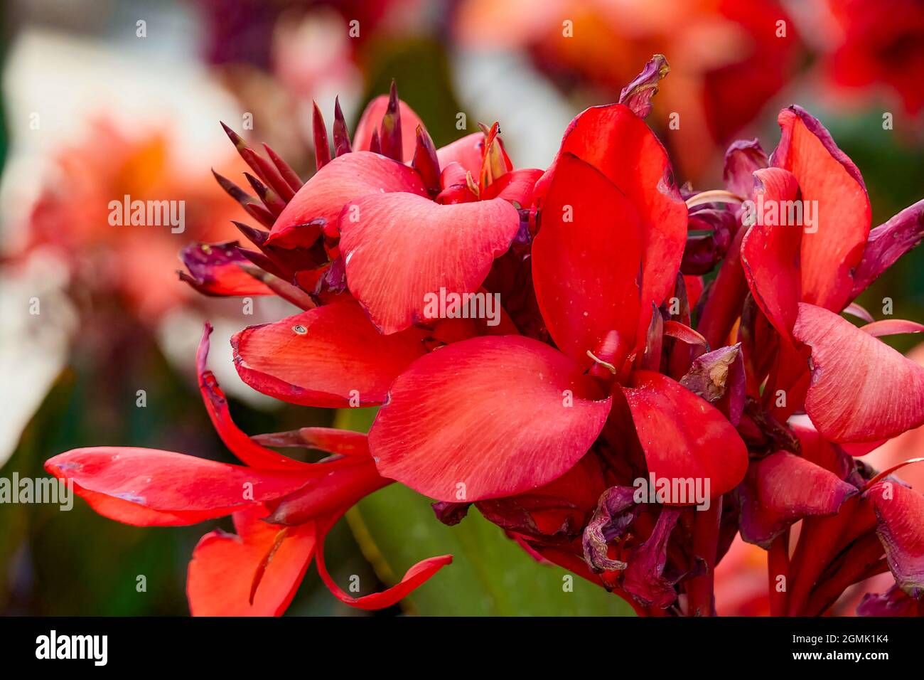 Canna indica or also known as Achira. Selective focus. Stock Photo