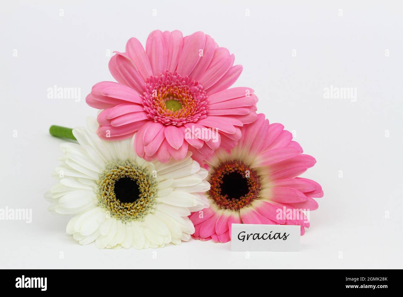 Gracias (thank you in Spanish) card with three beautiful white and pink gerbera daisies on white background Stock Photo