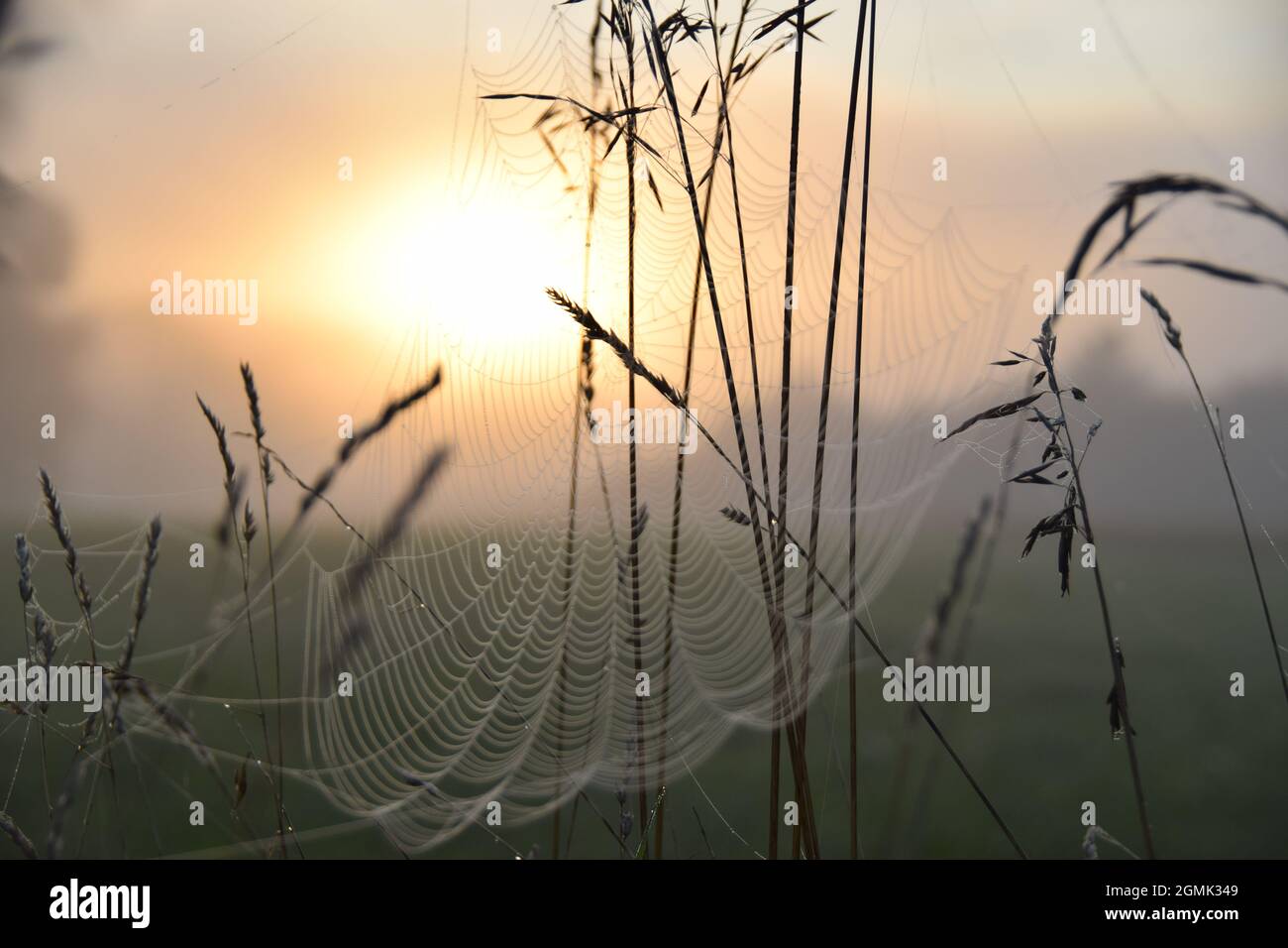 Ein Spinnennetz bei sonnenaufgang im morgentau am Mindelsee bei radolfzell Stock Photo
