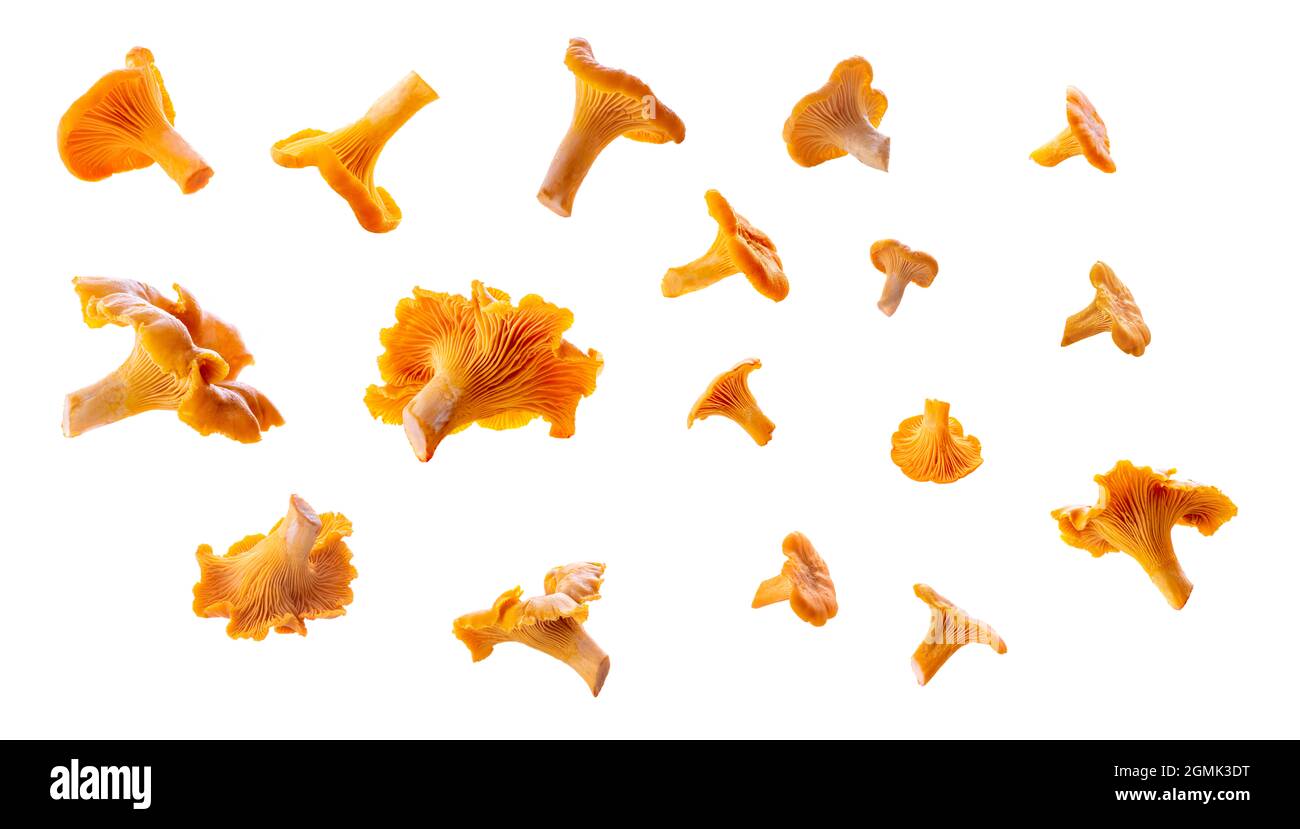 Set of isolated various shape chanterelles from different