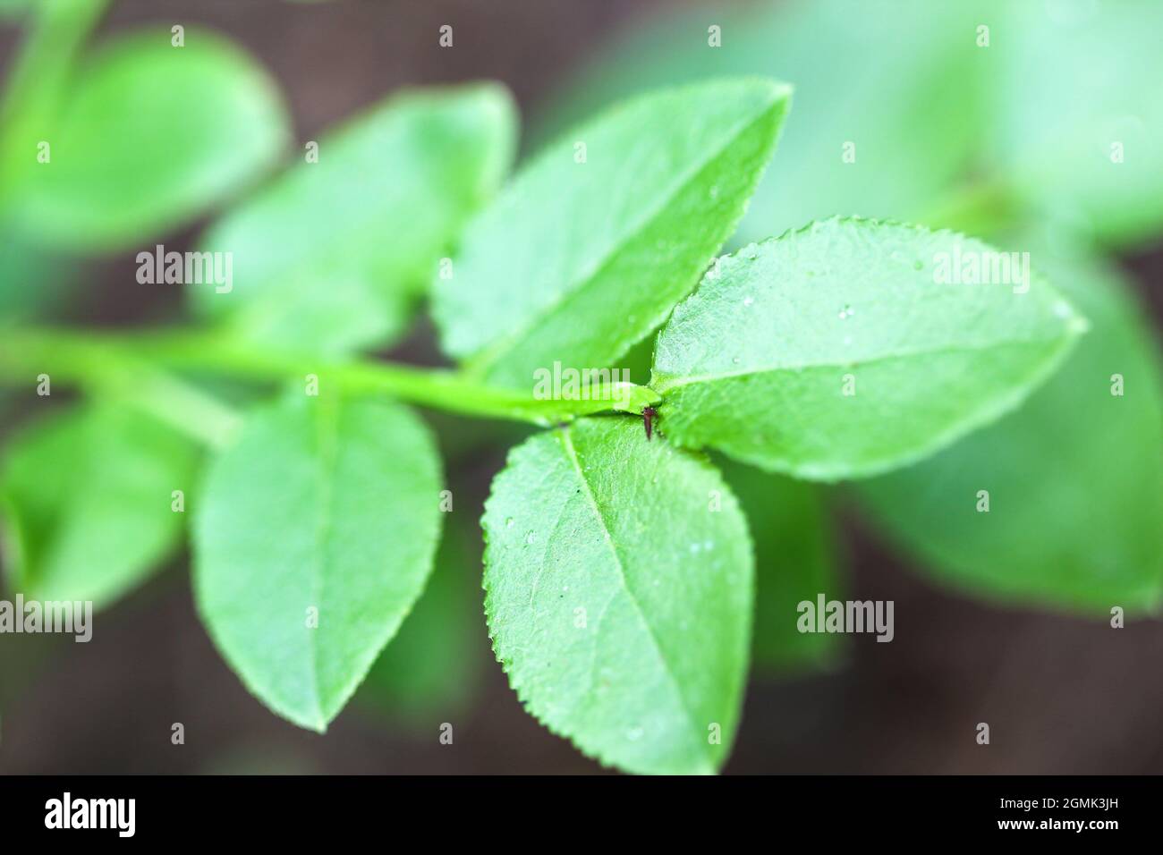Page 2 Ecology Leaf Green Bio Organic Eco High Resolution Stock Photography And Images Alamy