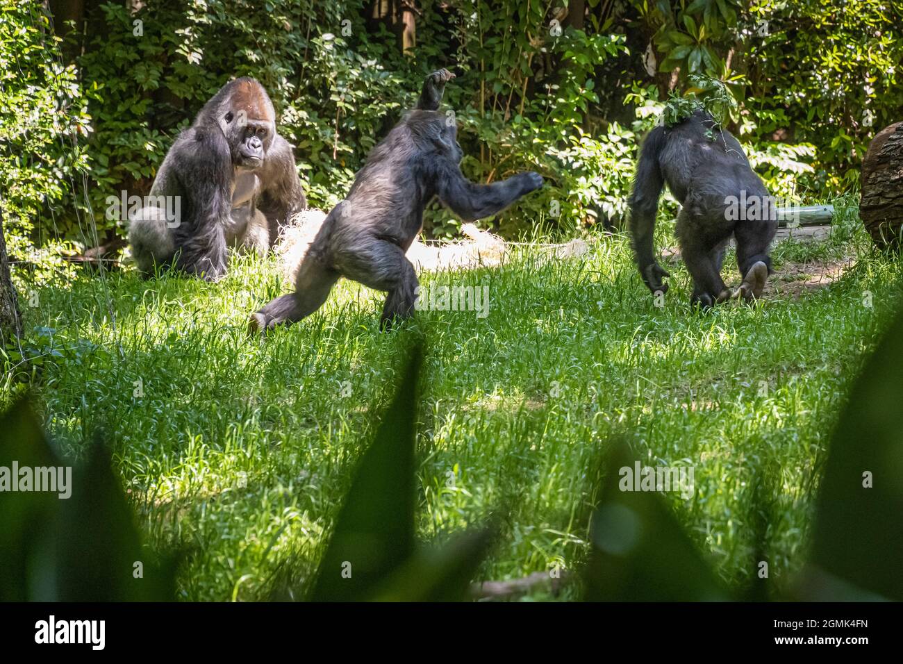 Playful young Western lowland gorillas at Zoo Atlanta in Atlanta, Georgia. (USA) Stock Photo