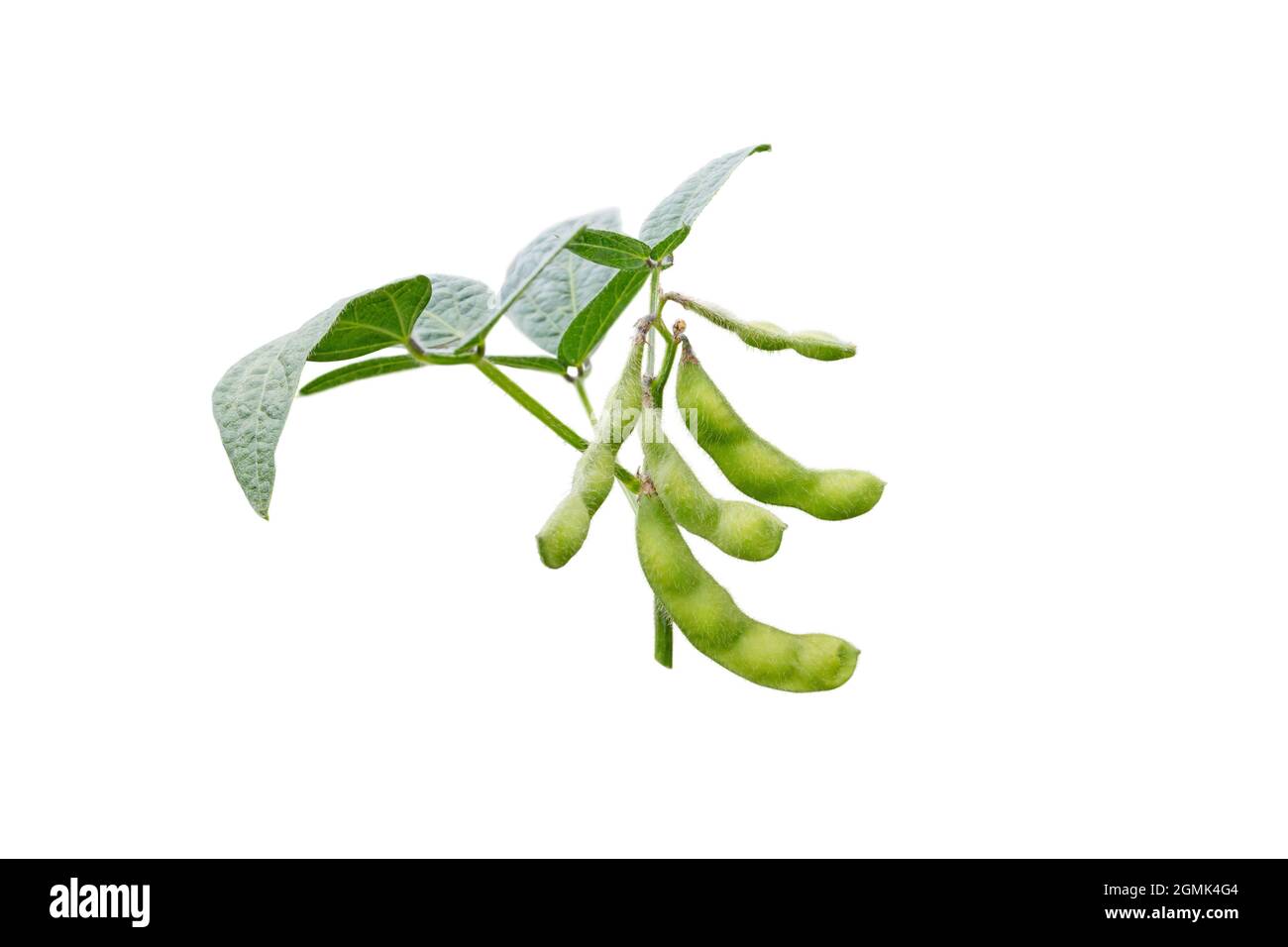 Glycine max plant with beans and leaves. Soybean or soya bean branch isolated on white. Stock Photo