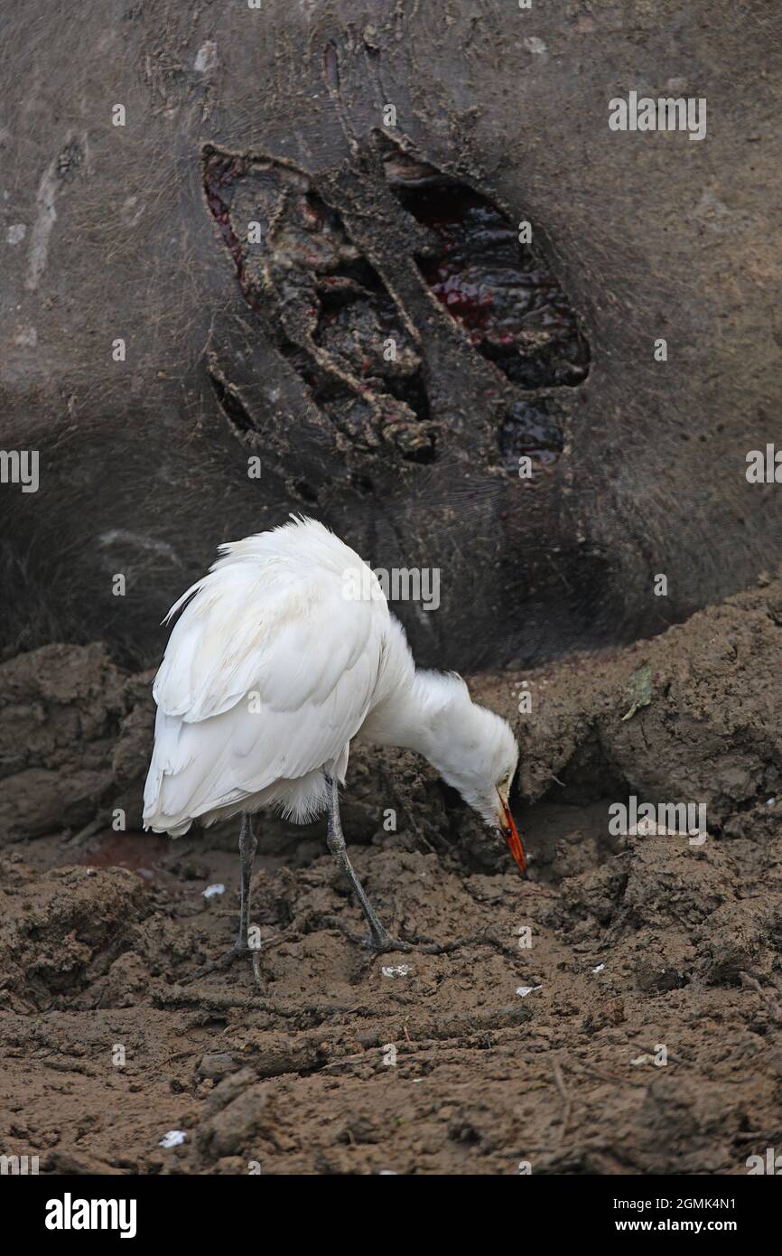 Eastern Cattle Egret (Bubulcus ibis coromandus) adult feeding on wounds of a live but paralysed Water Buffalo (Babalus babalis) wounded by a Tiger (Pa Stock Photo