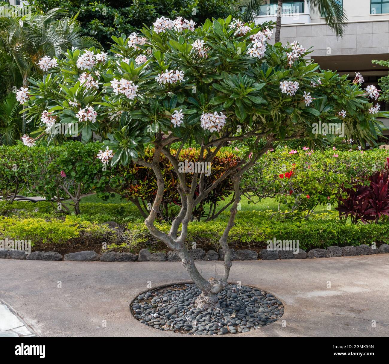 Beautiful plumeria pink pudica tree in bloom at a resort on west Oahu,  Hawaii Stock Photo - Alamy