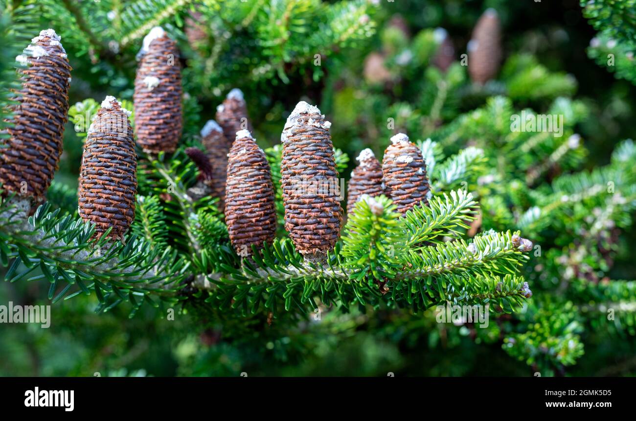 Large pine cones on a fir tree in a Country Garden in Cornwall, UK Stock Photo