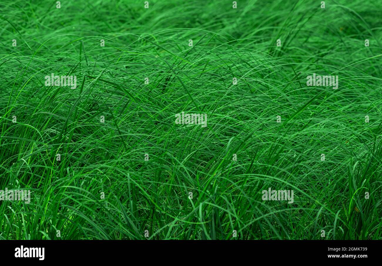 thickets of marsh grass, green natural partially blurred background Stock Photo