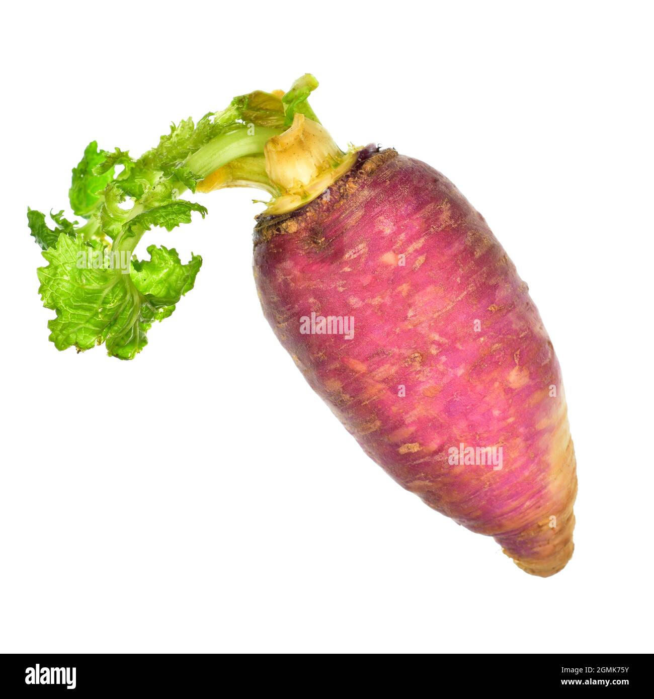Baby Turnip Isolated on White Background with Clipping path Stock Photo