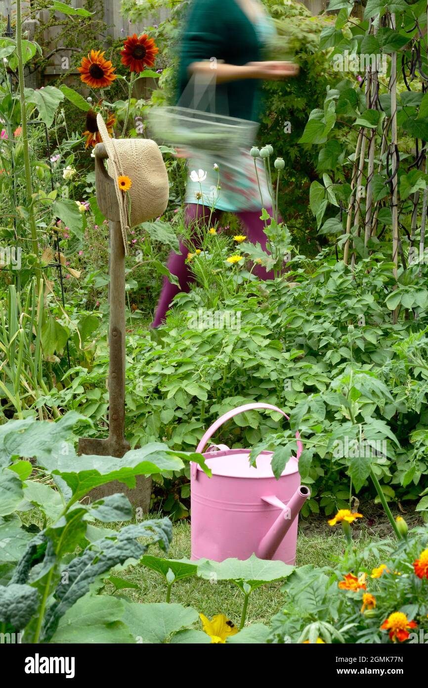 Woman in vegetable garden. Female gardener picking vegetables from her domestic kitchen garden. UK Stock Photo
