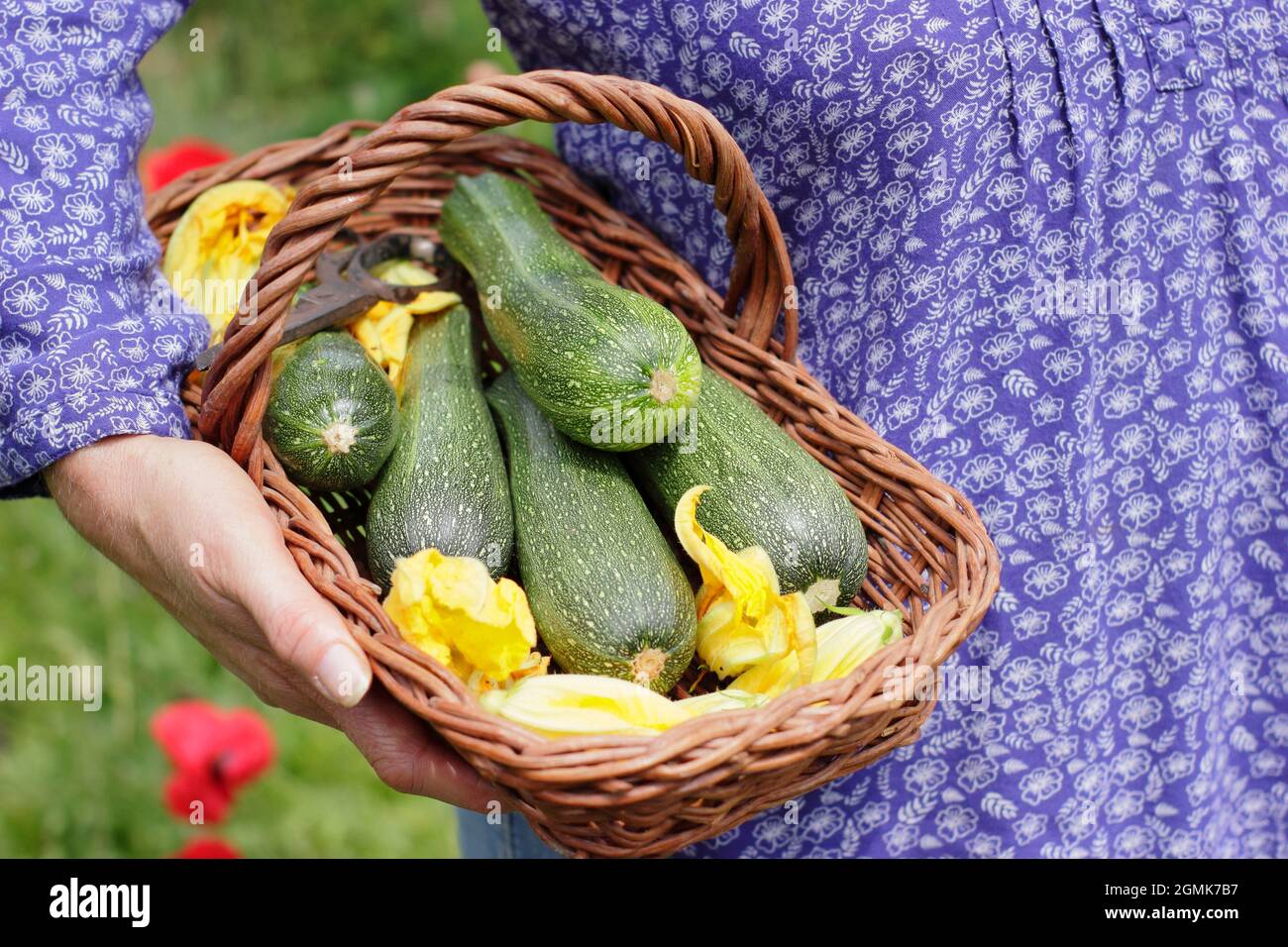 Woman with courgettes. Female gardener with freshly picked homegrown