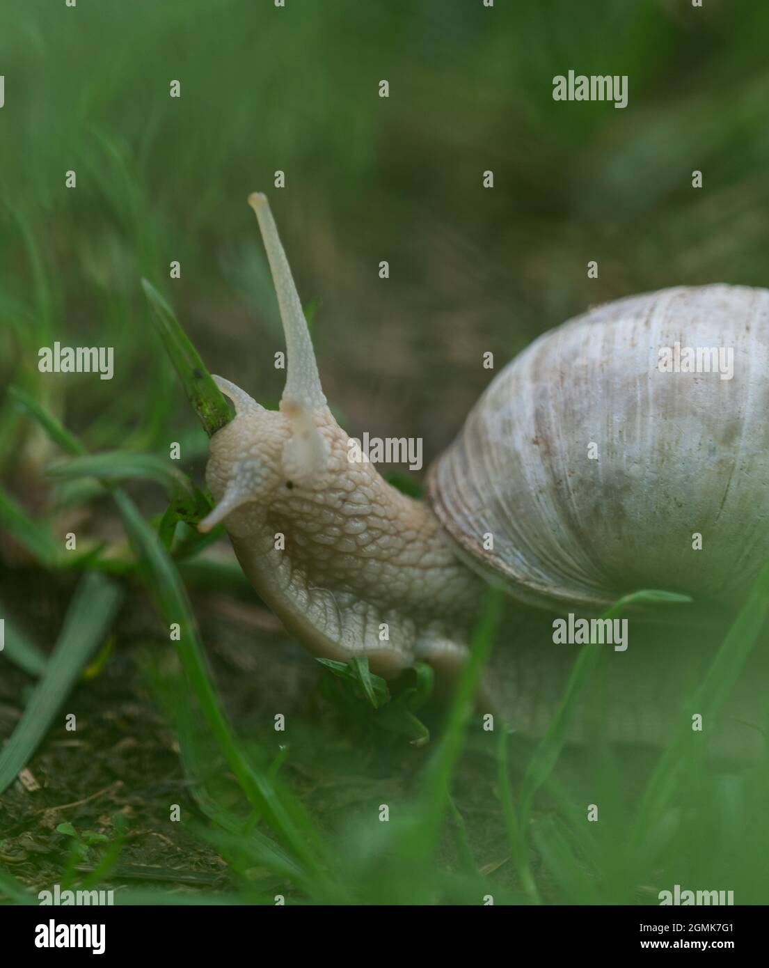 A lovely snail closeup at spring in neunkirchen with soft bokeh Stock Photo