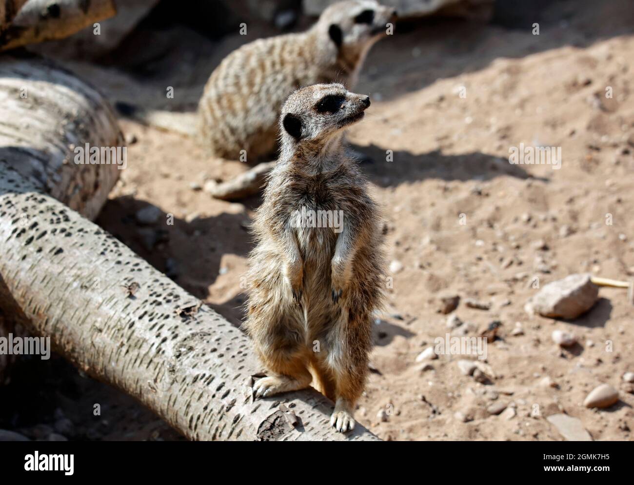 Meerkats on alert at a wildlife park Stock Photo