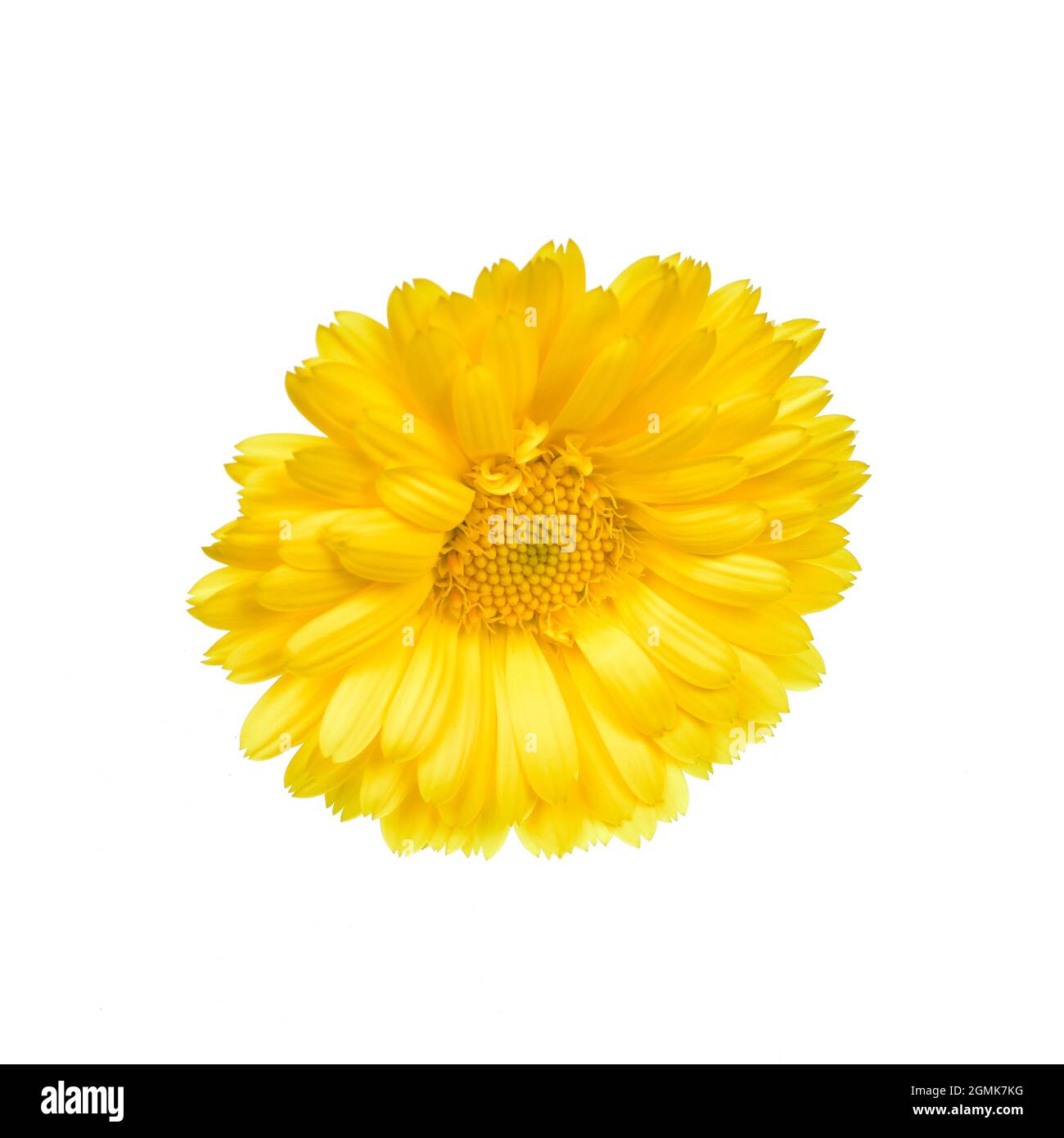 Yellow Flower Isolated on White Background with Clipping Path Stock ...