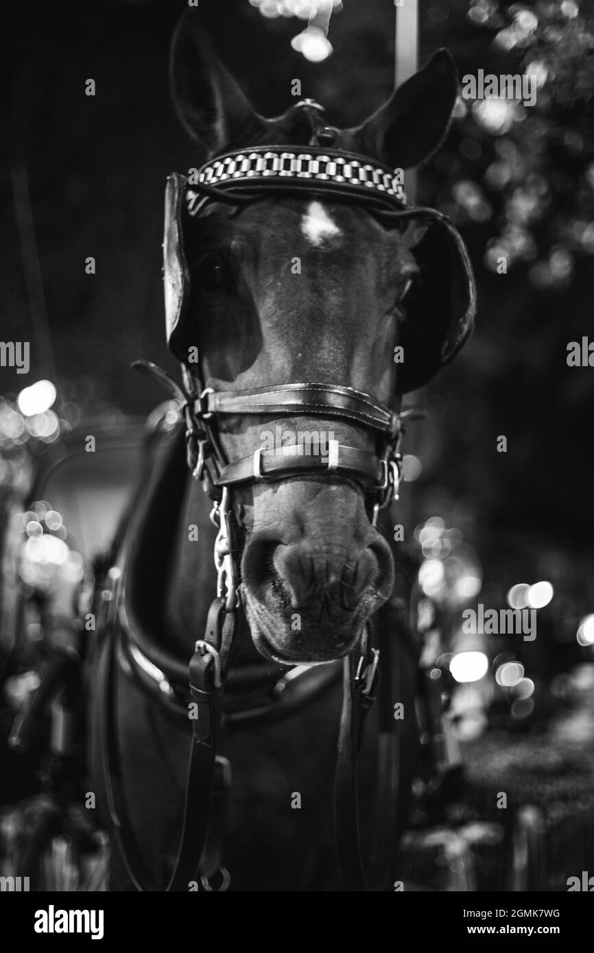 White horse mask Black and White Stock Photos & Images Alamy