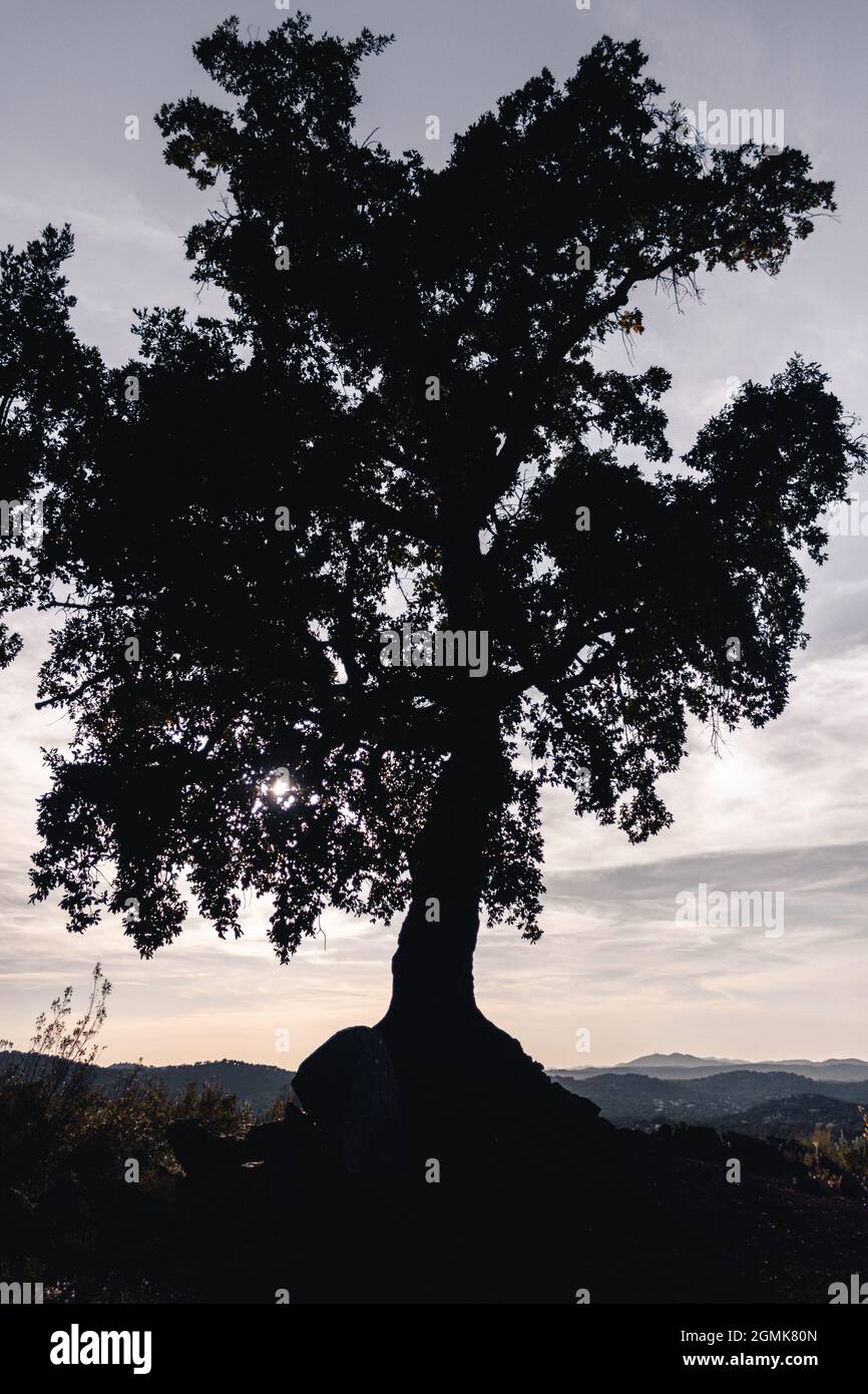 A silhouette of tree in the mountain against a cloudy sky Stock Photo ...