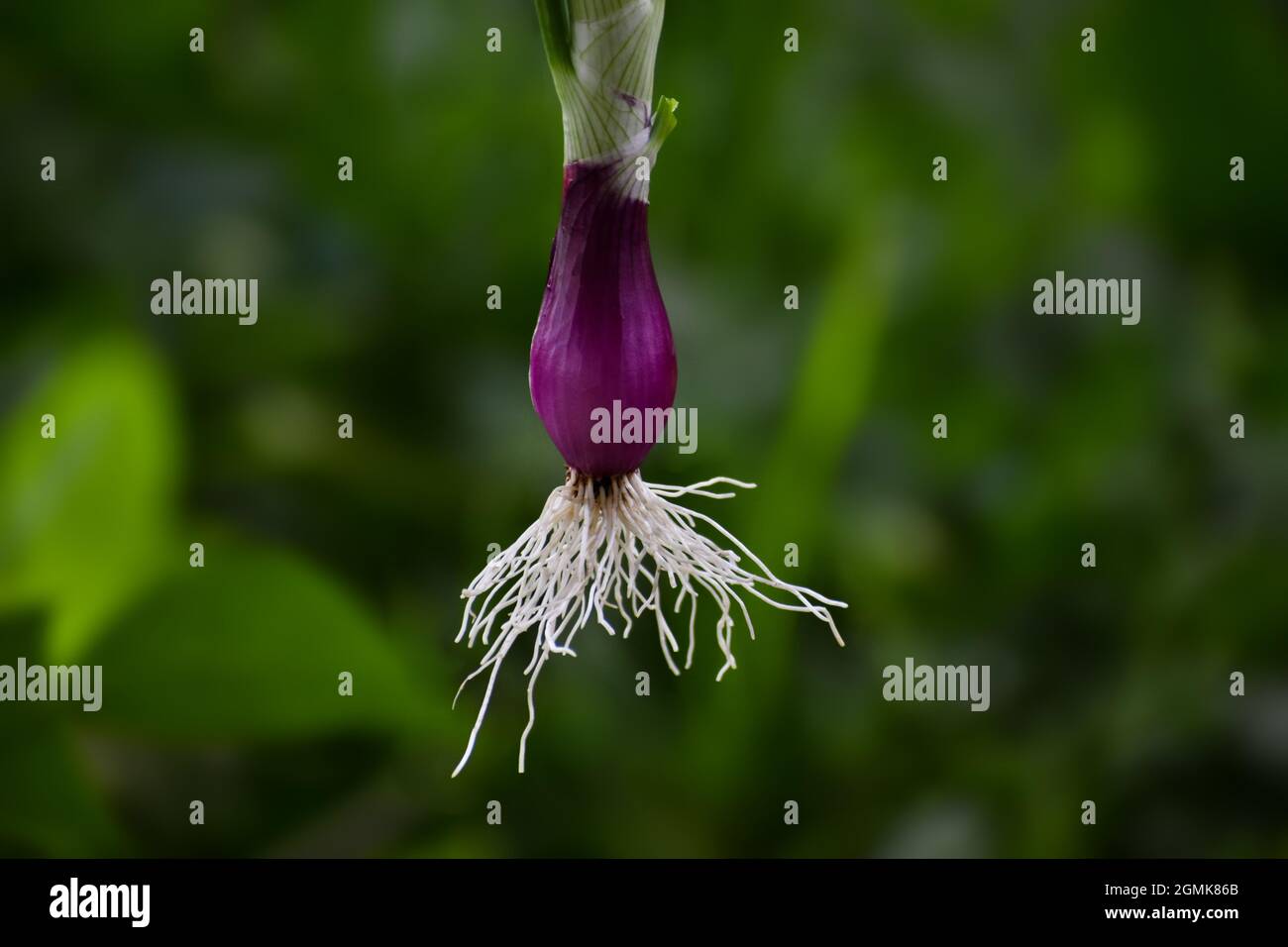A closeup shot of a fibrous root system of onion bulbs Stock Photo Alamy