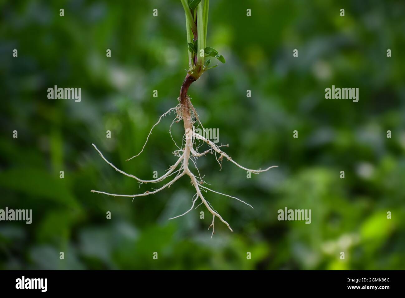 A closeup shot of a fibrous root system of a plant Stock Photo Alamy
