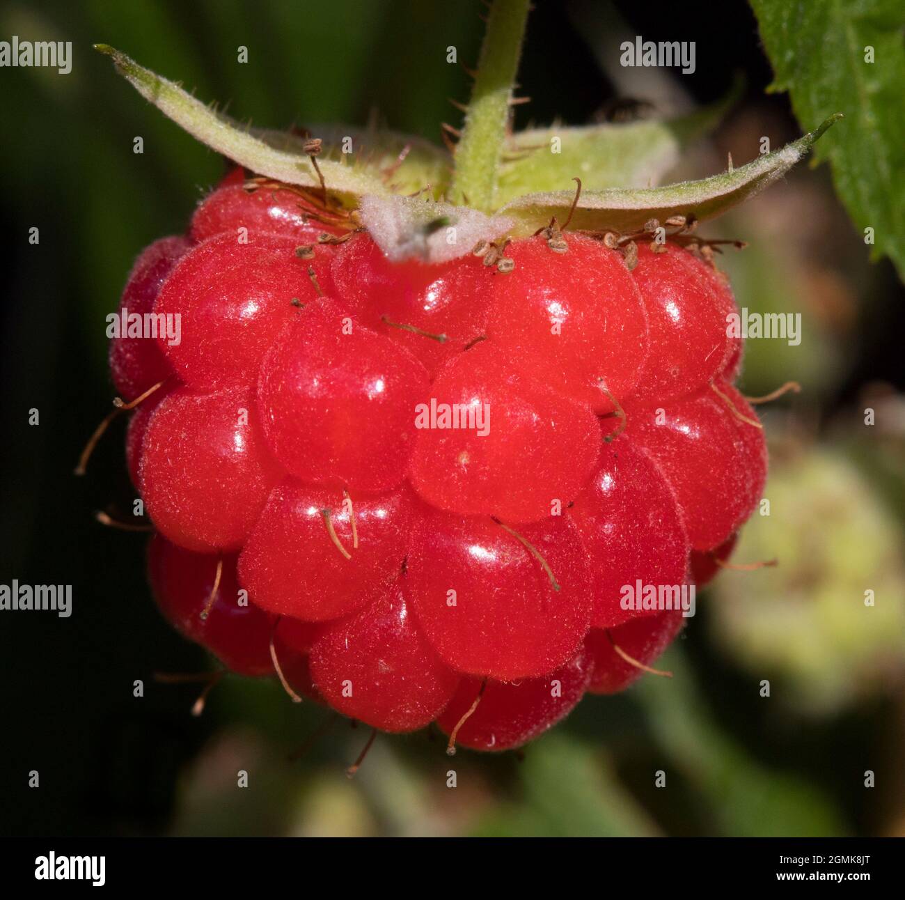 Raspberry on the Vine Stock Photo
