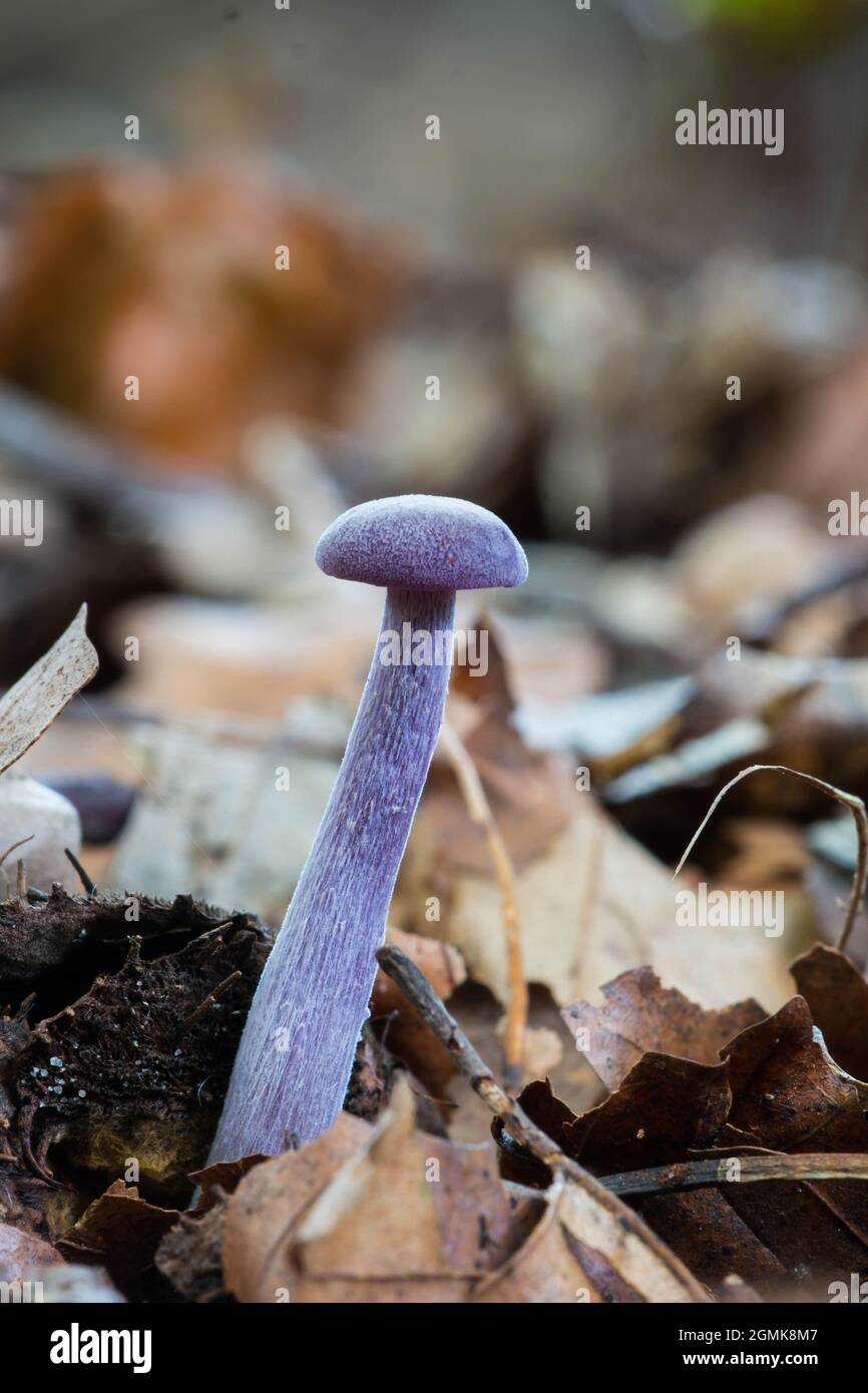 Young specimen of amethyst deceiver (Laccaria amethystina) growing in forest litter Stock Photo