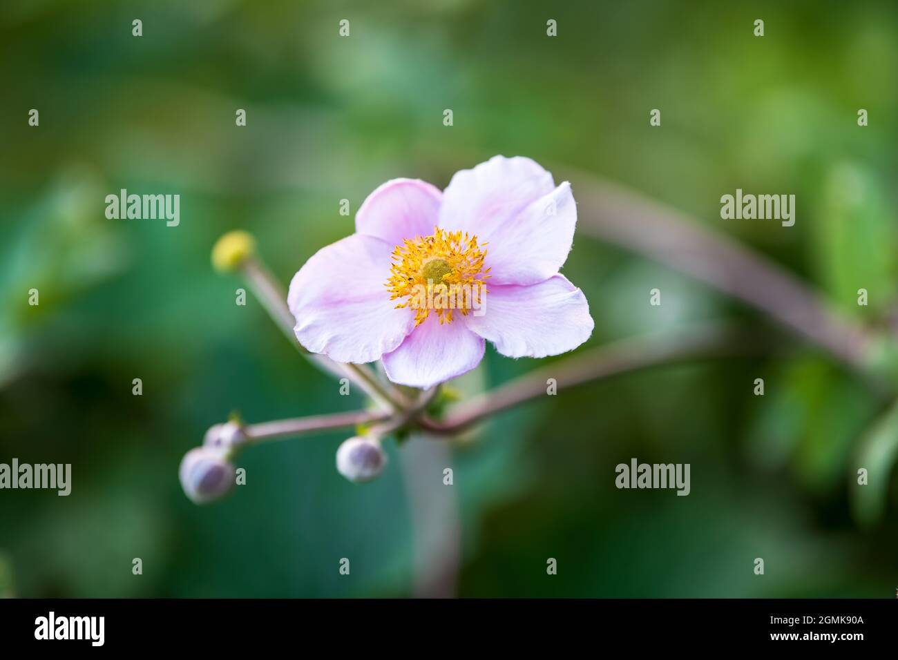 Pink flower with yellow centre Stock Photo