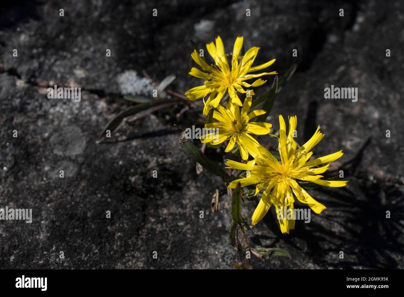 Three Marsh Hawk's-beard flowers grow in a crevice in the rock Stock Photo