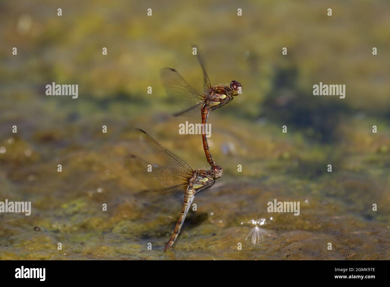 Common Darter dragonflies laying eggs Stock Photo