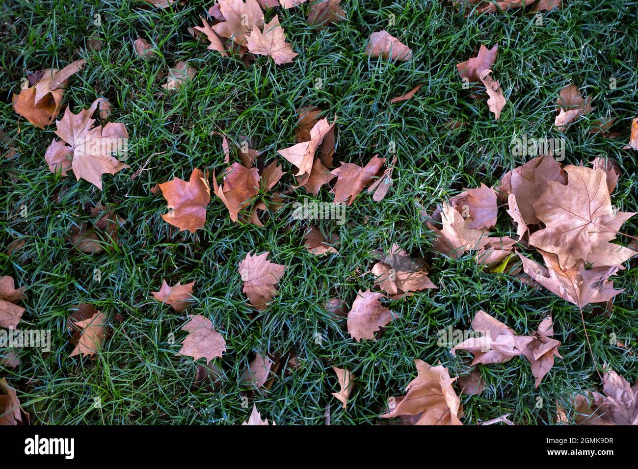 Fallen dry leaves lie on the green grass Stock Photo - Alamy