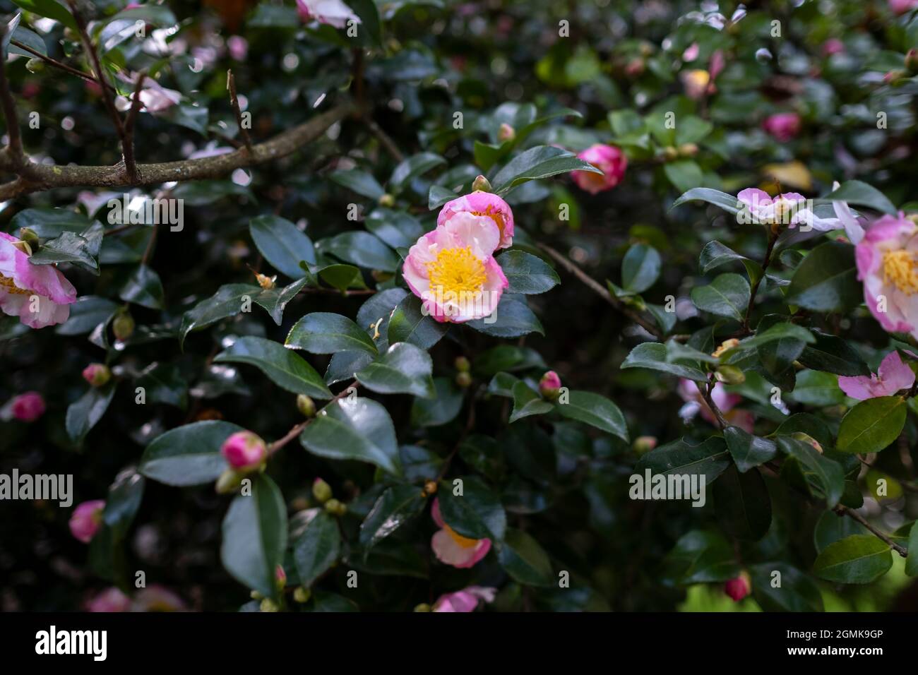 Flowers of camellia japonica, known as common camellia, or Japanese camellia. Stock Photo