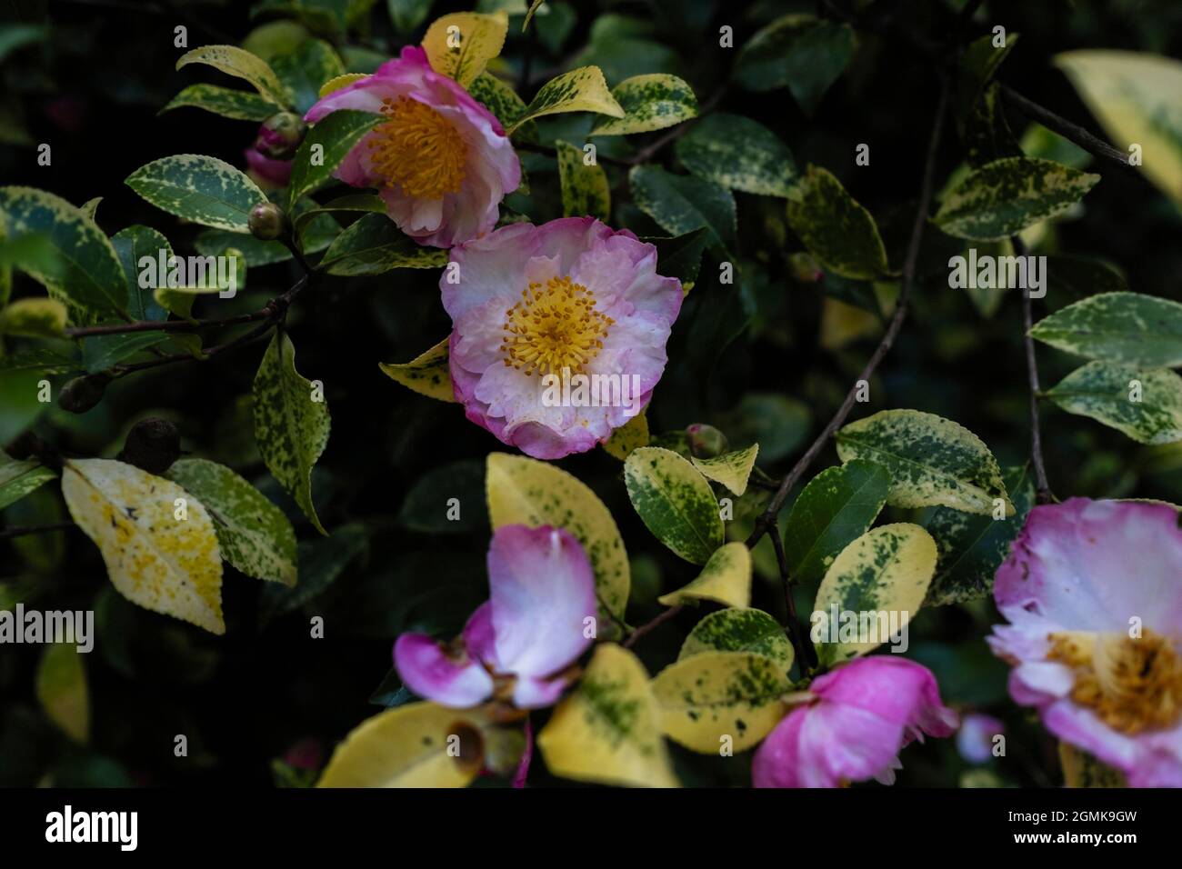 Camellia japonica flowers, known as common camellia, or Japanese camellia. Stock Photo