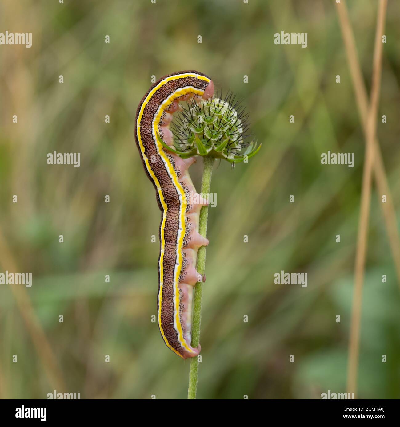 The caterpillar or larvae of a Broom Moth, Ceramica pisi, feeding on a plant stem. Stock Photo