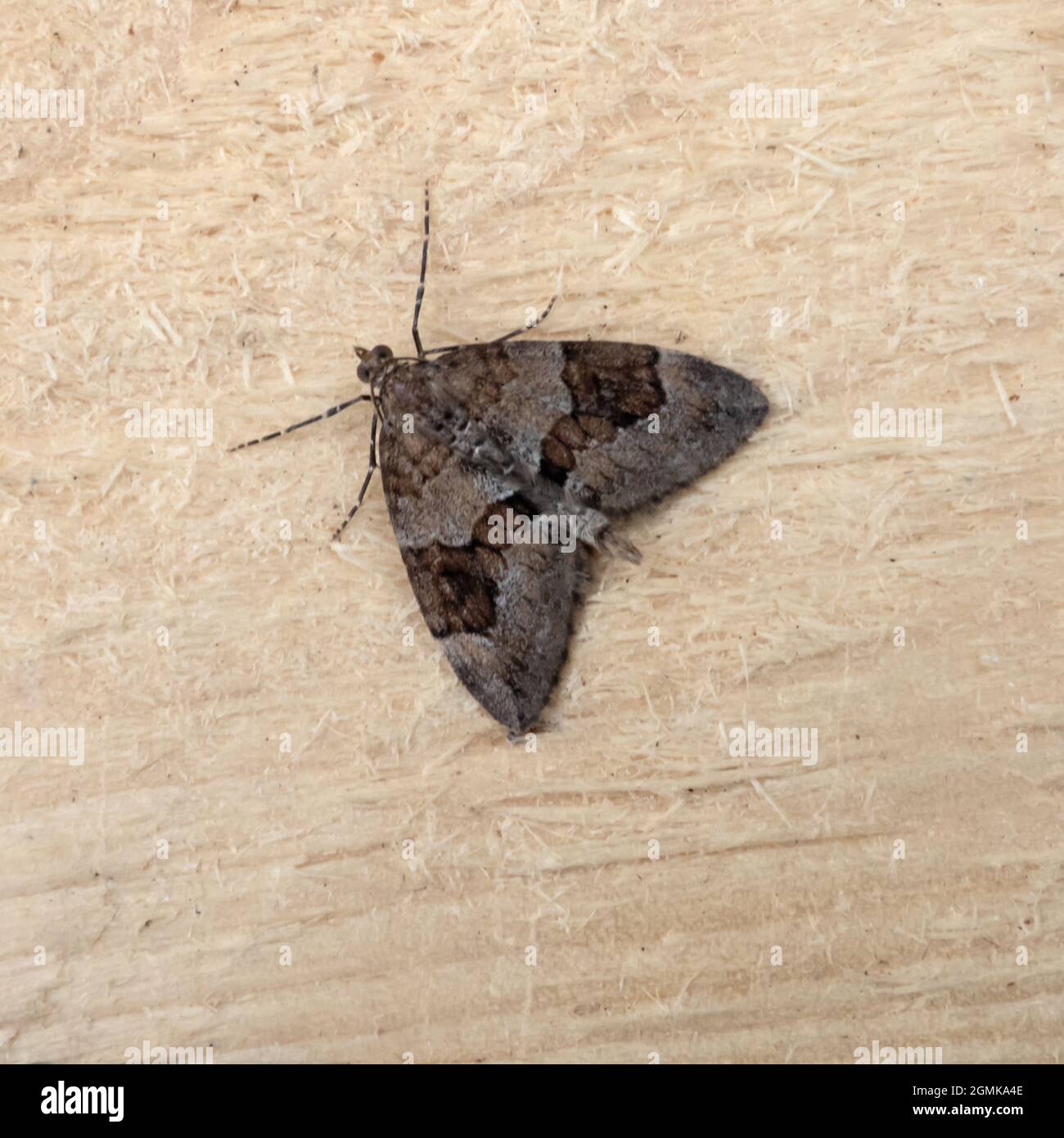 The upper side of a Spruce Carpet Moth, Thera britannica, at rest on a piece of wood. Stock Photo