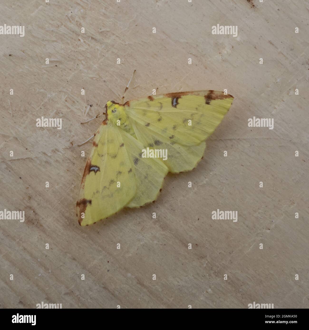 The upper side of a Brimstone Moth, Opisthograptis luteolata, at rest on a piece of wood. Stock Photo
