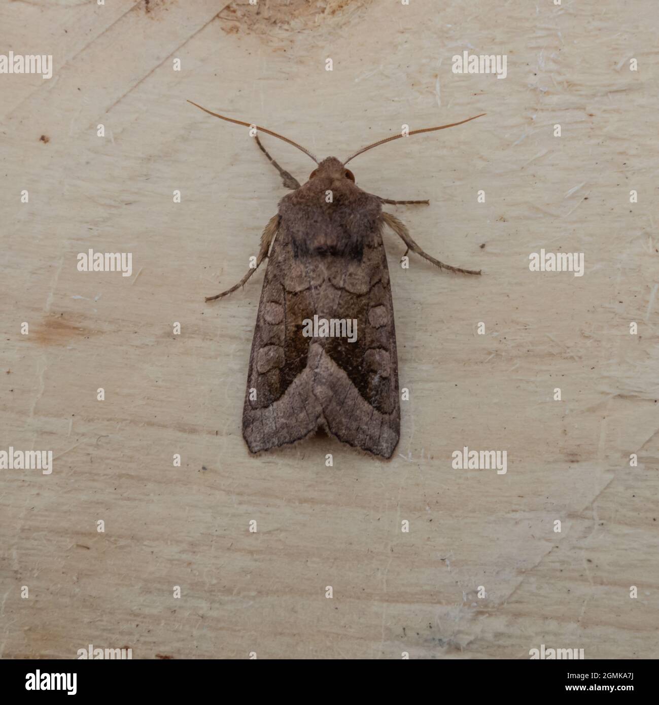 The upper side of Hydraecia micacea, the Rosy Rustic Moth, at rest on a piece of wood. Stock Photo