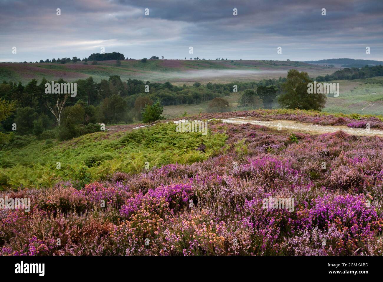 Ferns, heather and early morning mist at Rockford Common, New Forest. Stock Photo