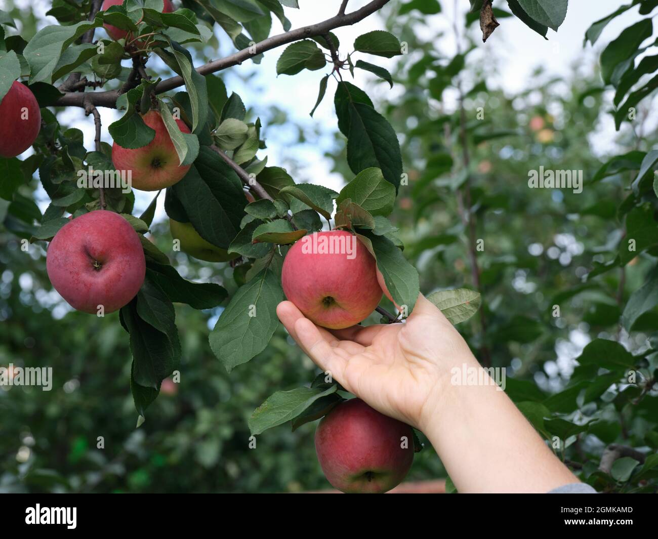 Premium Photo  Two small apples in the womans palm growing fruit in your  own garden harvesting apples