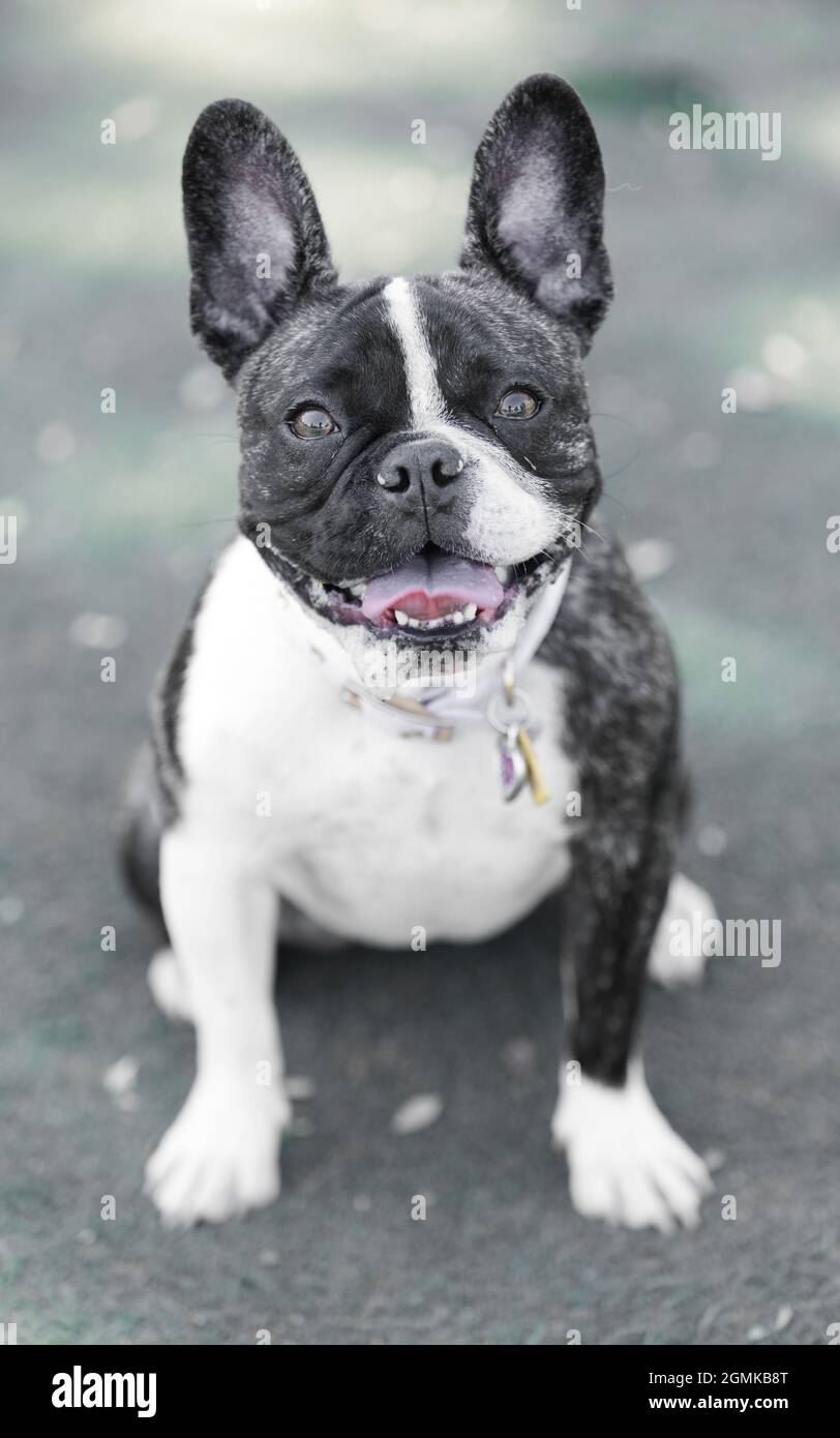 1-Year-Old Brindle White Frenchie Female Puppy. Off-leash dog park in Northern California. Stock Photo