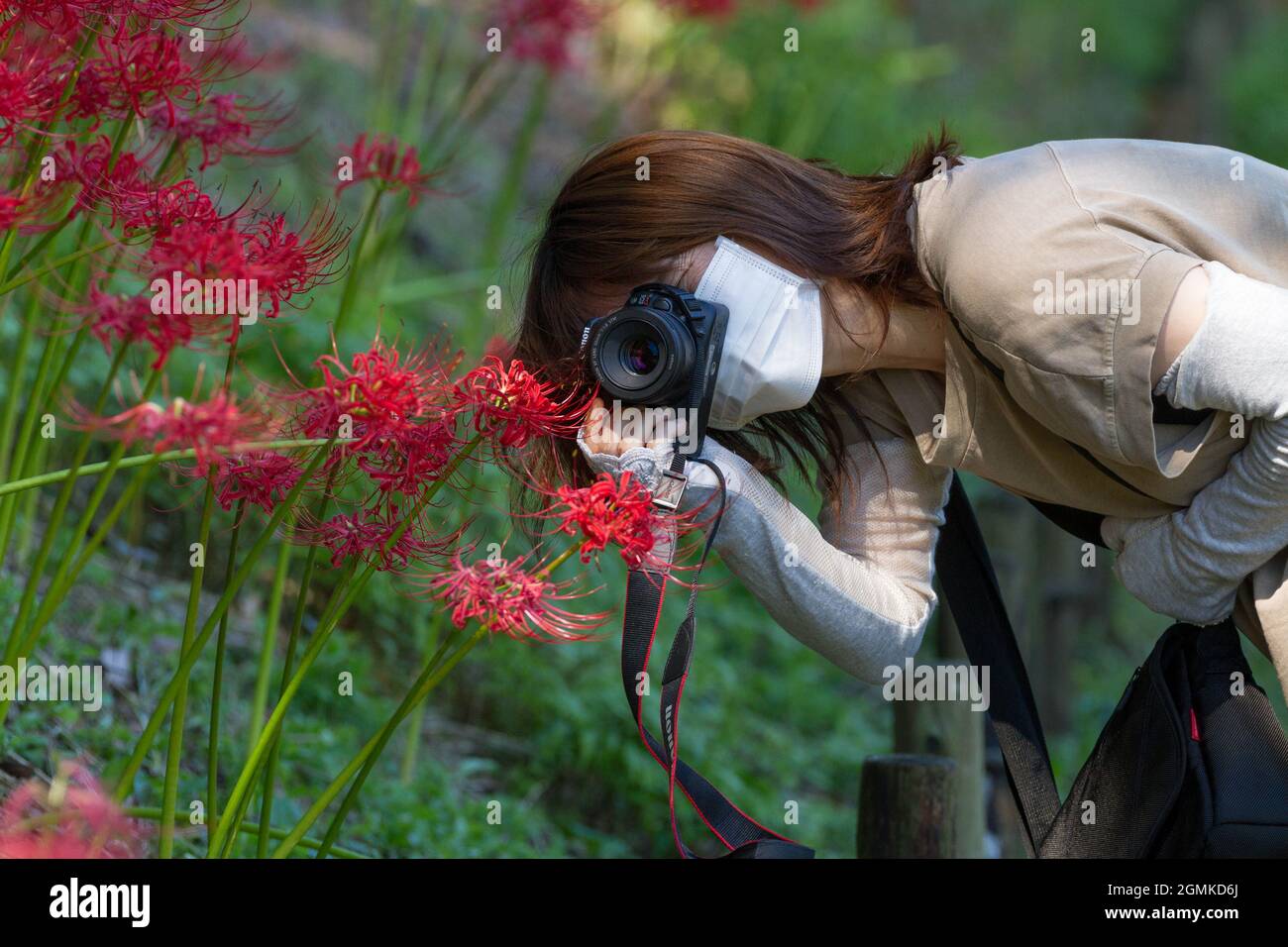Yamato, Japan. 19th Sep, 2021. A woman takes photographs of the Red Spider  Lilies (Lycoris radiata) in Izumi no Mori park.The Red Spider Lily, also  known as the equinox flower, is a