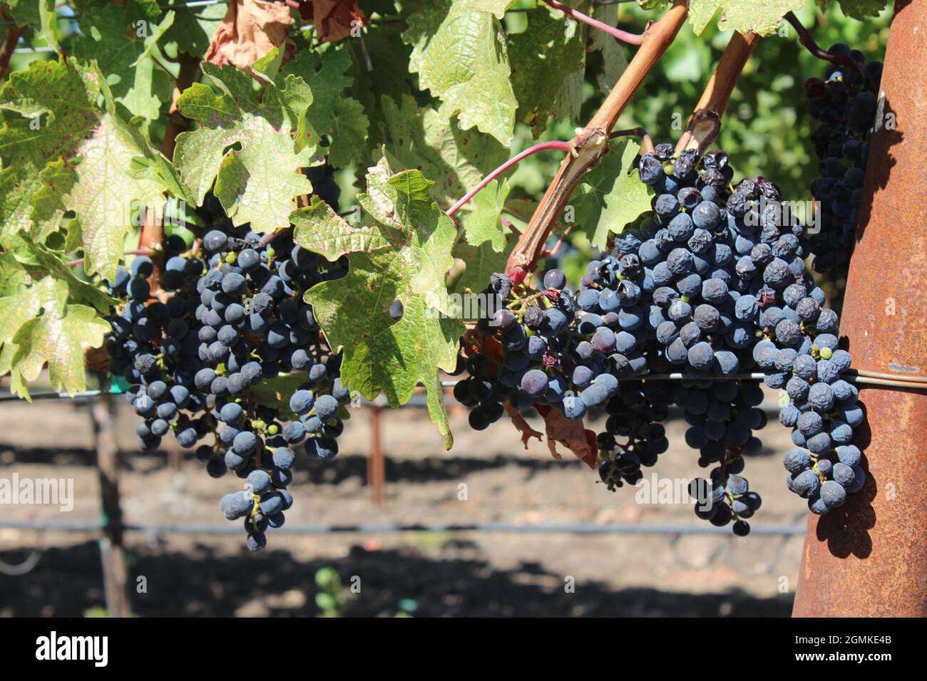 Purple cabernet wine grapes hi-res stock photography and images - Alamy