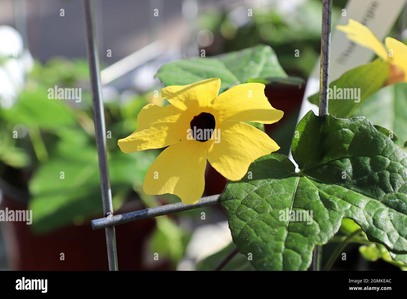 Closeup of a yellow Black Eyed Susan Vine flower Stock Photo