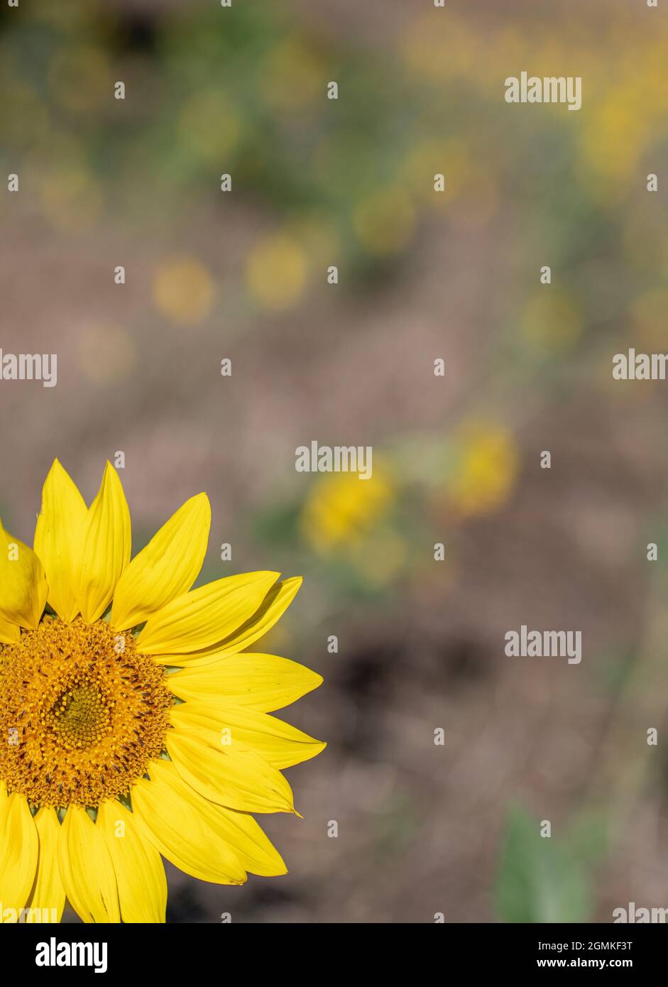 Front image of a yellow sunflower detail with blurred background and plenty of space for copy space. Ideal for presentation backgrounds Stock Photo