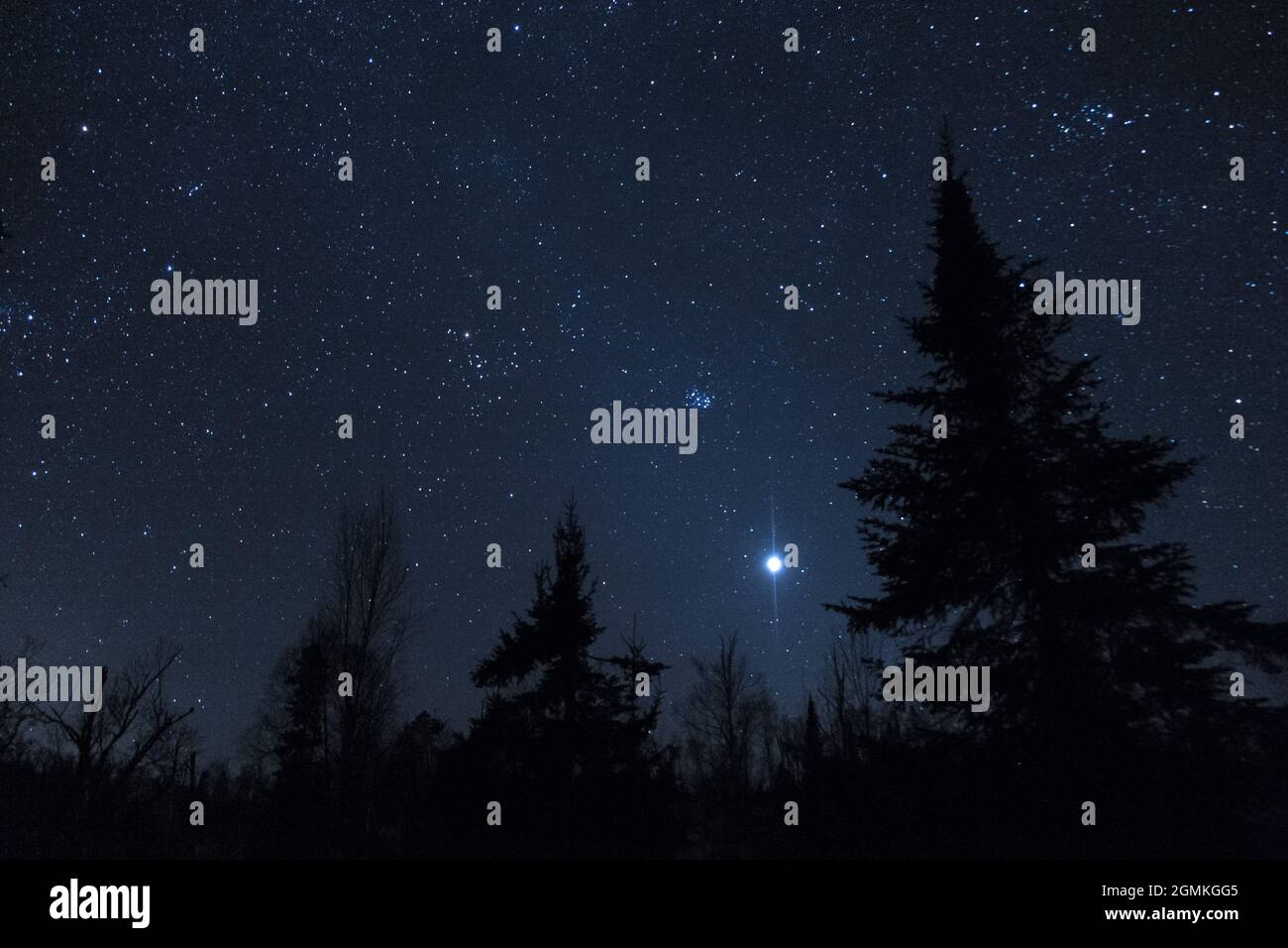 Northern Minnesota, starry skies, dark sky, pine trees on a winter night Stock Photo