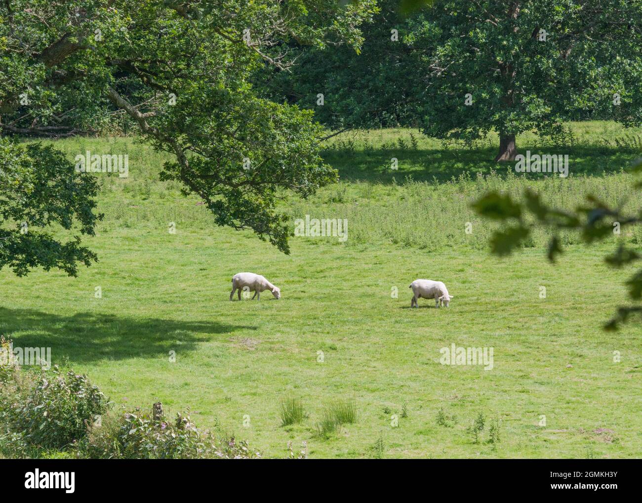 Shot of pasture (in Cornwall) with sheep grazing grass. Metaphor for food security / growing food. Livestock farming UK. Stock Photo