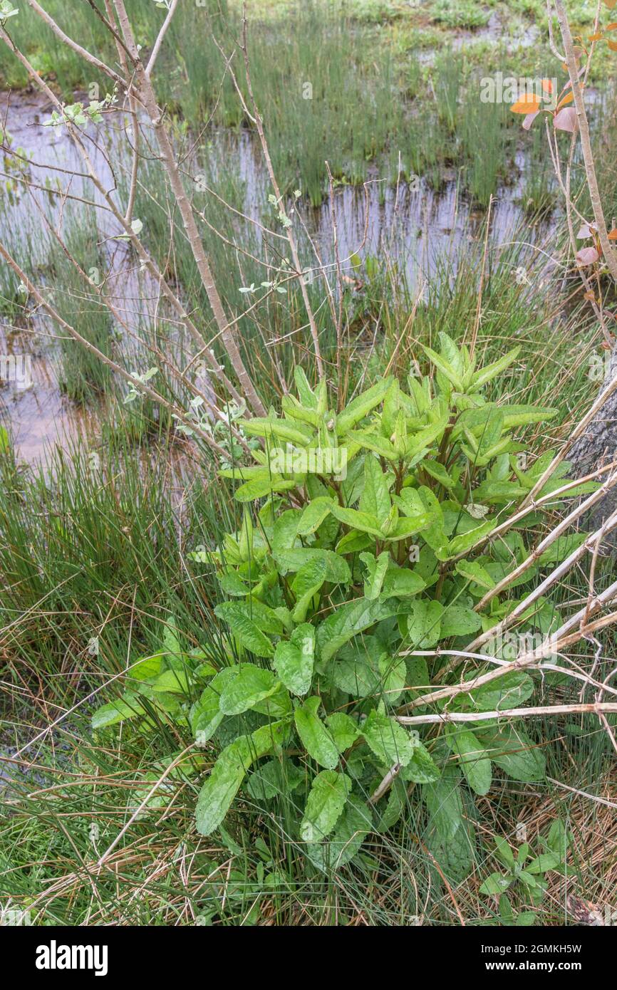 Young spring foliage of Water Figwort / Scrophularia aquatica, a plant species that likes wet and moist habitats. Medicinal plant used in herbal cures Stock Photo