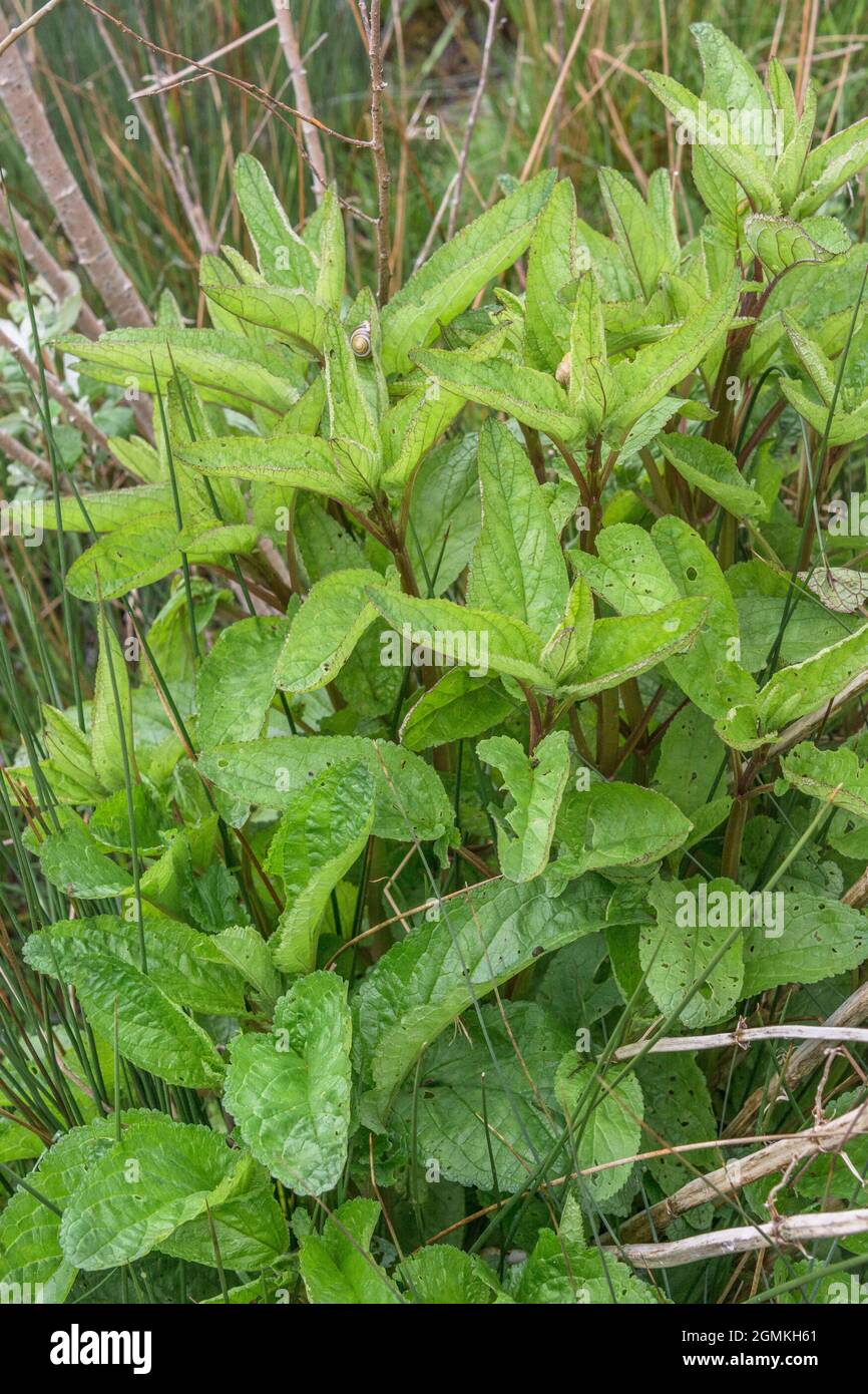 Young spring foliage of Water Figwort / Scrophularia aquatica, a plant species that likes wet and moist habitats. Medicinal plant used in herbal cures Stock Photo