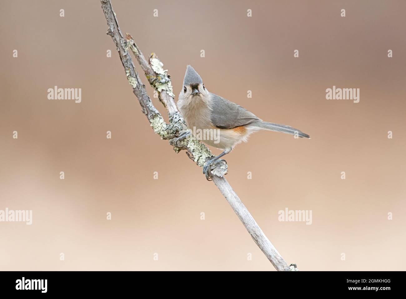 Tufted titmouse on winter perch Stock Photo
