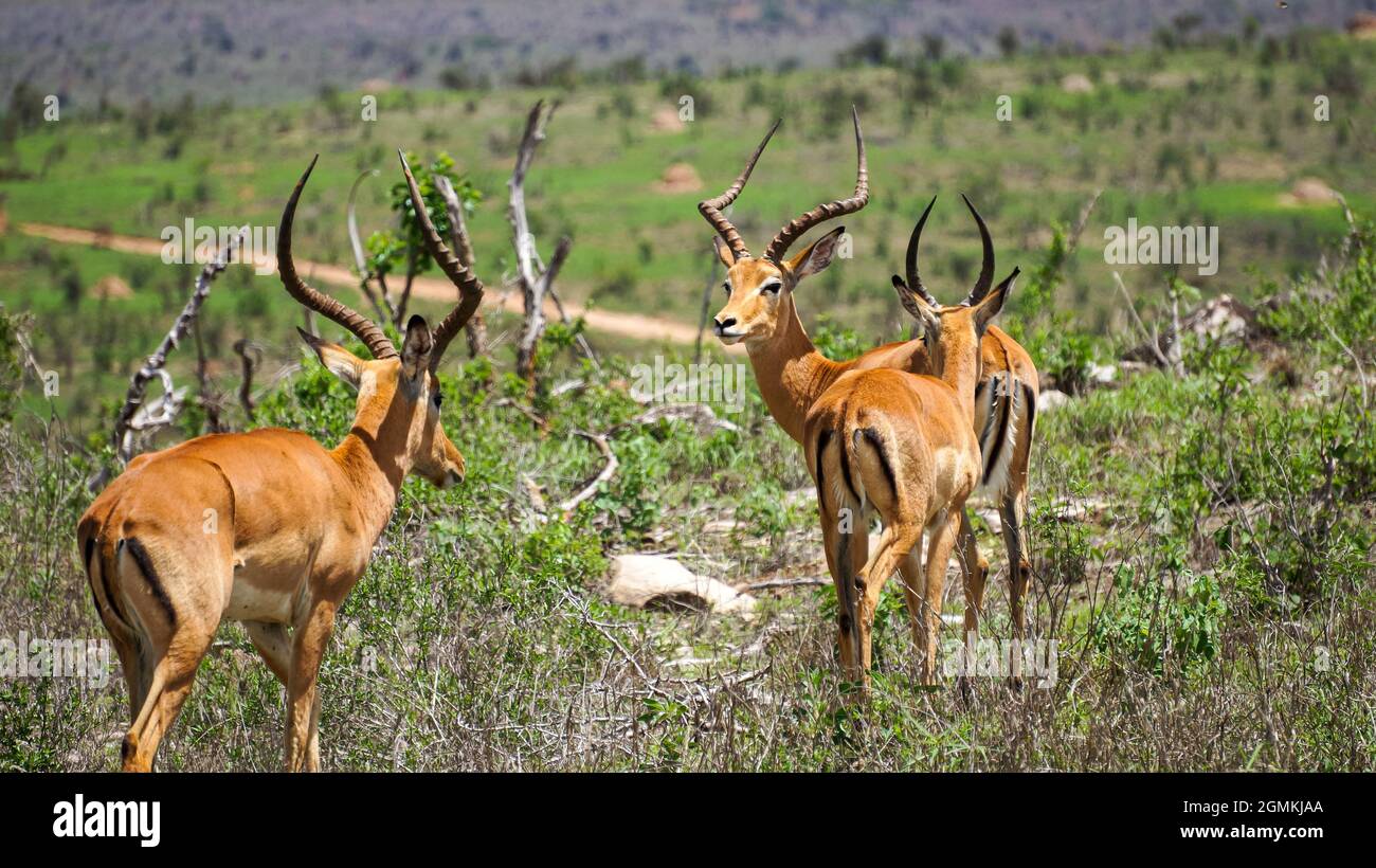 A close-up shot of a group of brown impalas on a tundra Stock Photo