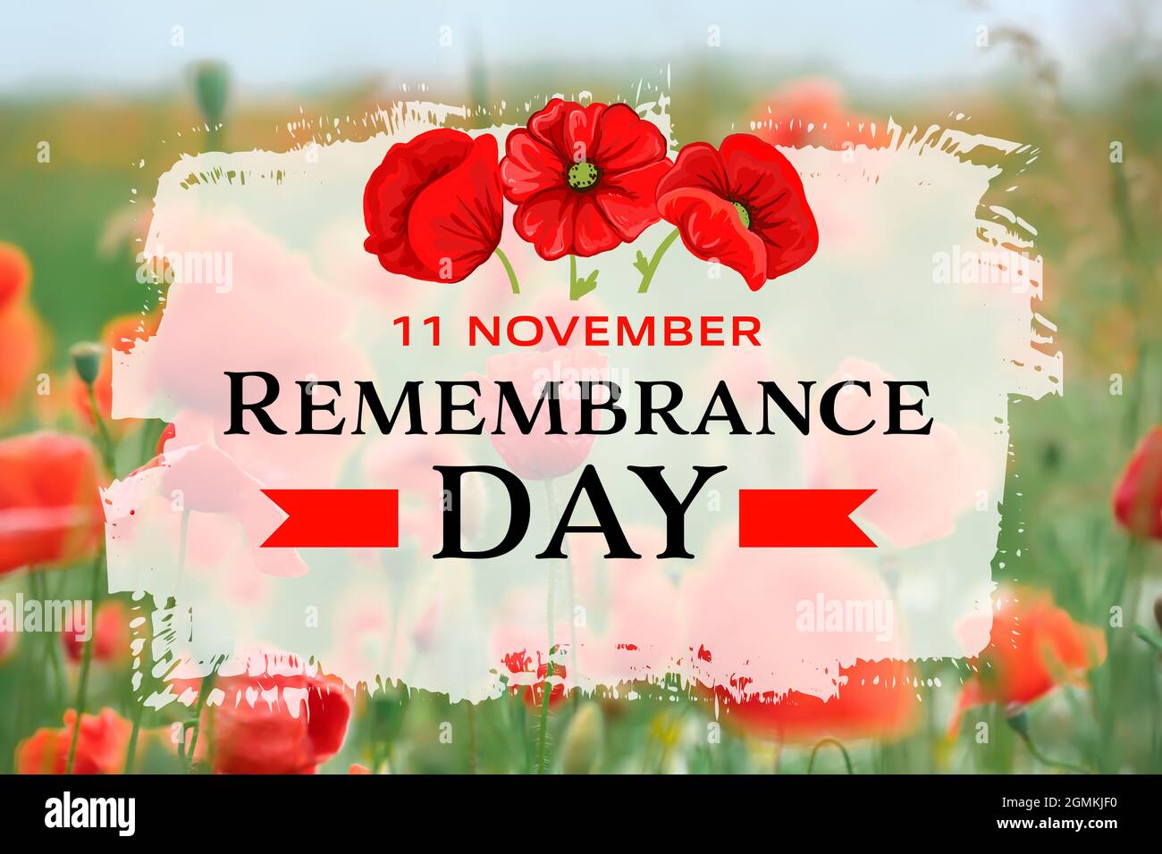 Red poppy flowers in field. Remembrance Day in Canada Stock Photo - Alamy